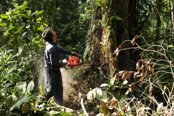Best Hazardous Tree Removal  in Sun Village, CA