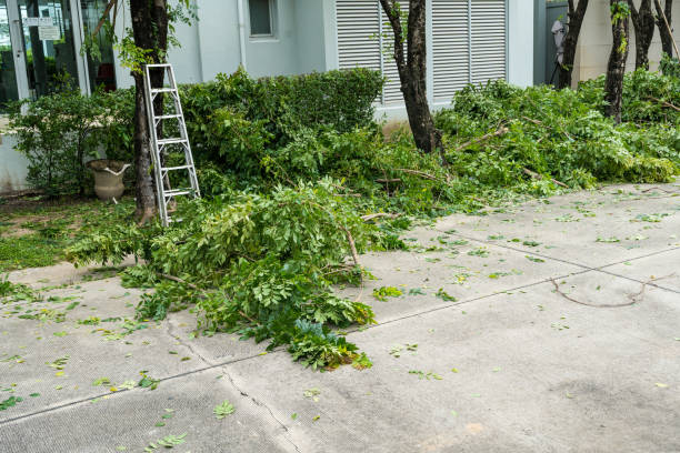 Best Tree Removal  in Sun Village, CA