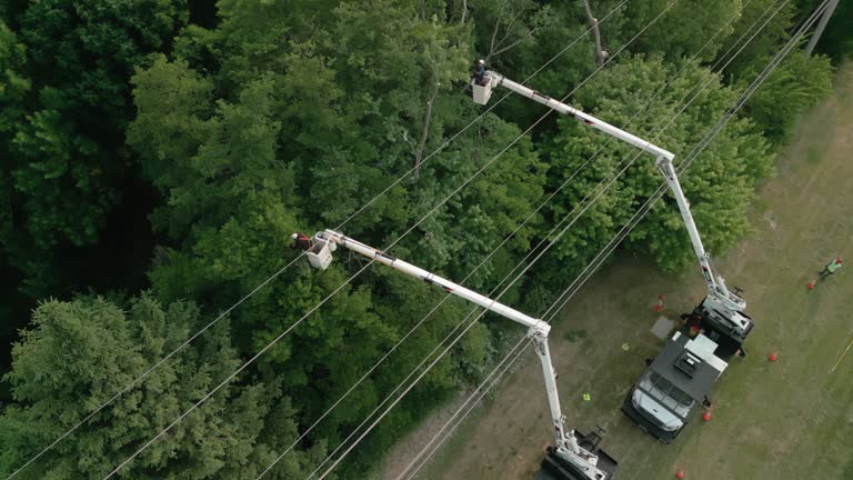 Best Tree Risk Assessment  in Sun Village, CA