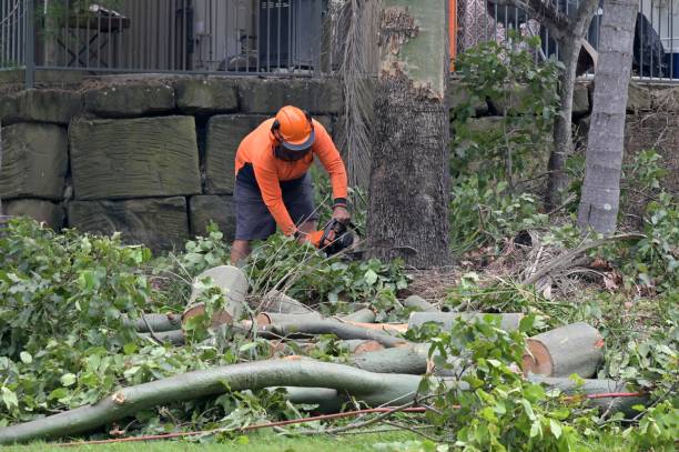 Reliable Sun Village, CA Tree Removal Solutions