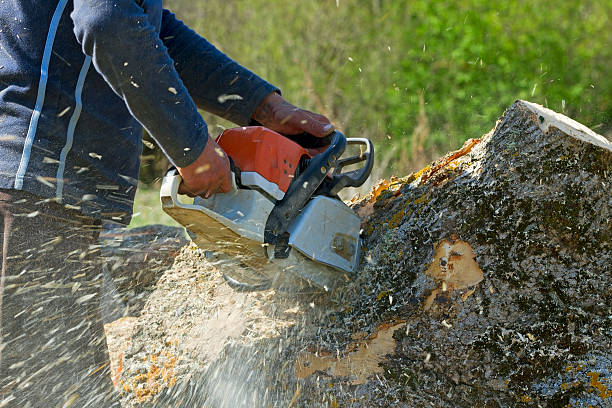 Best Tree Trimming and Pruning  in Sun Village, CA