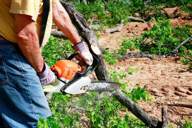Best Lawn Pest Prevention  in Sun Village, CA